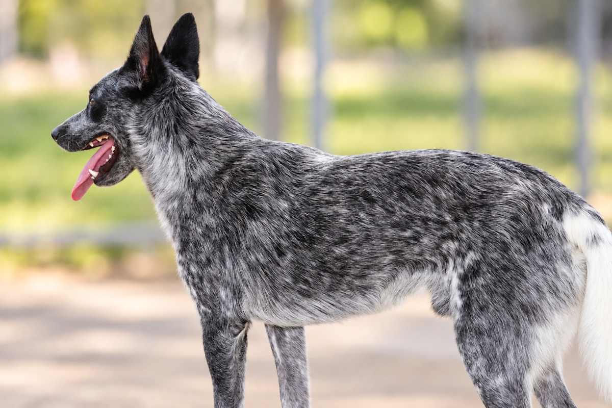 BOB ROSS * 34 POUNDS - Australian Cattle Dog available for adoption