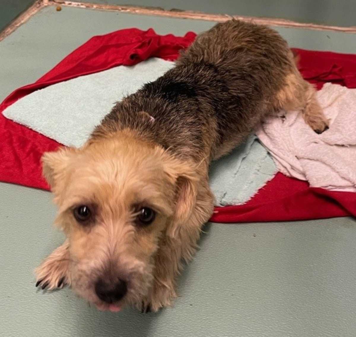 JUJU BEAN - Yorkie, Yorkshire Terrier available for adoption