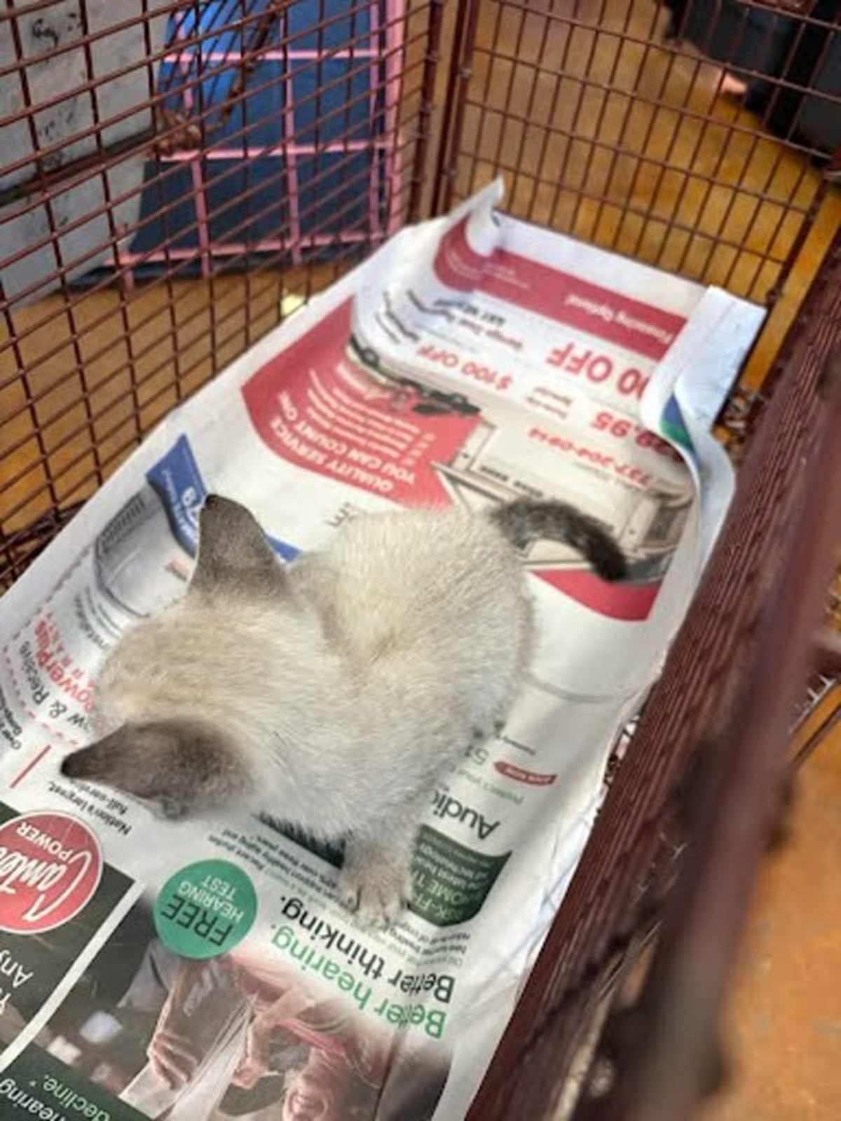ACHILLES - Siamese available for adoption