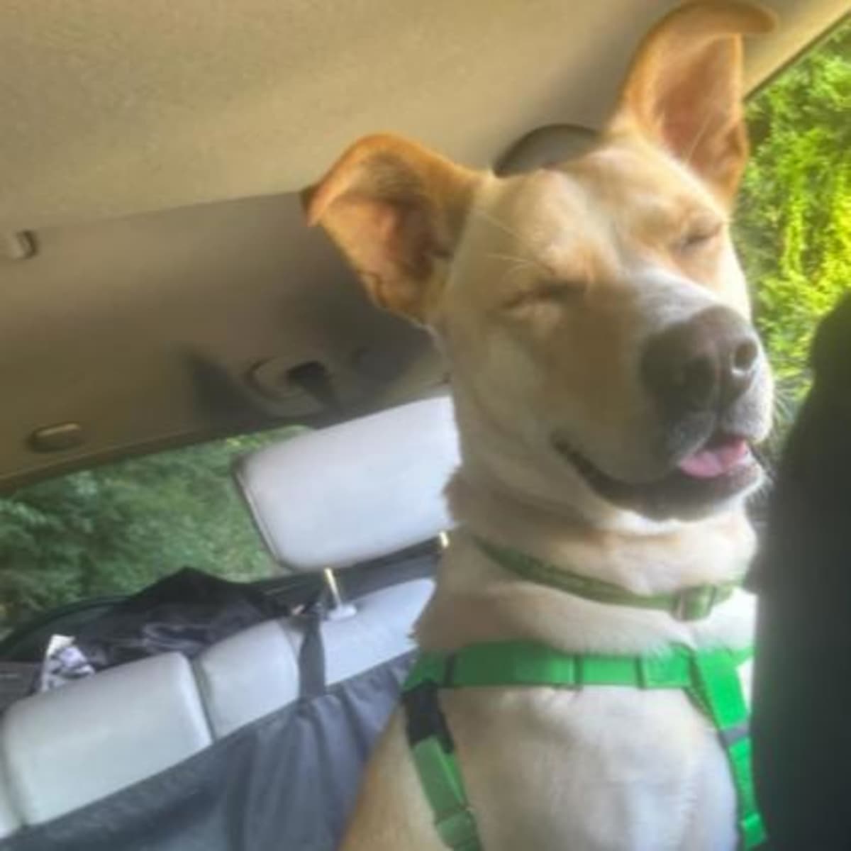 APOLLO - Mixed Breed (Medium) available for adoption