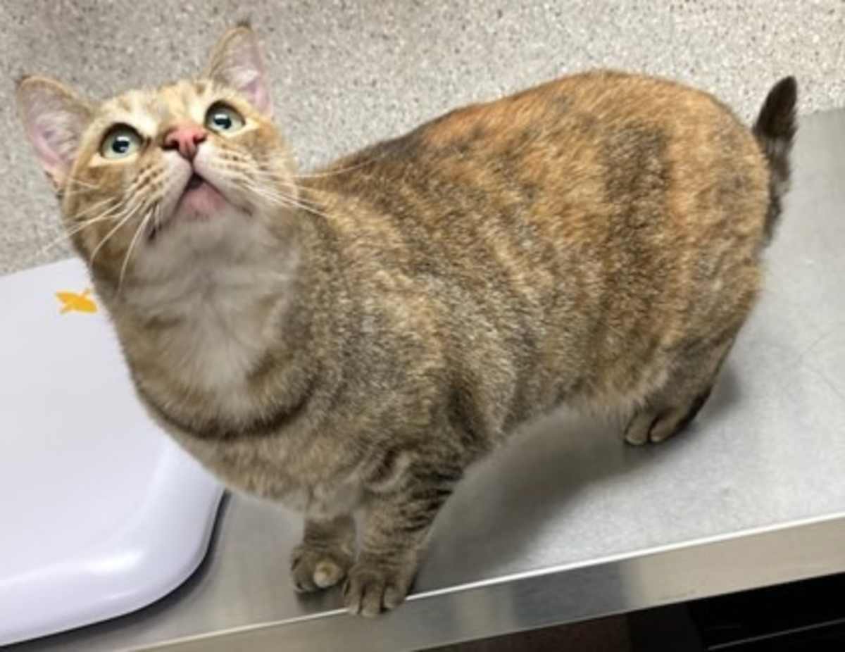 ELIZA - Domestic Shorthair available for adoption