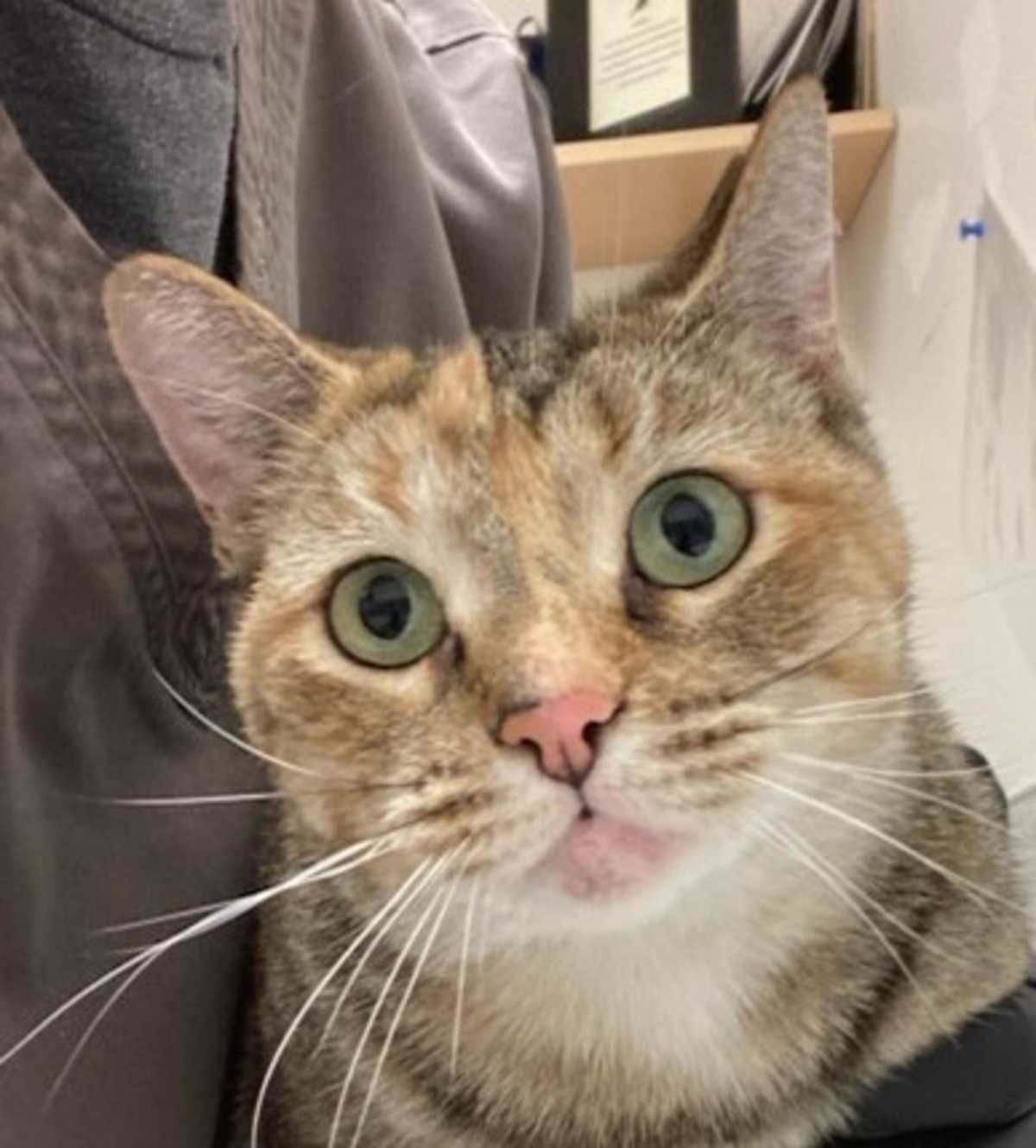 ELIZA - Domestic Shorthair available for adoption