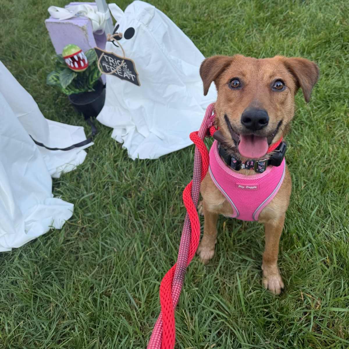 MAIZIE - Shepherd (Unknown Type) for adoption in Chicago