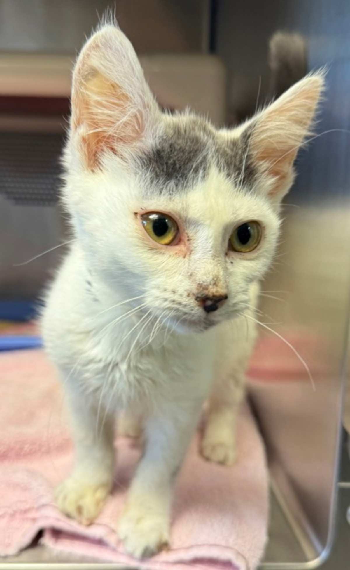 ANDROMEDA - Domestic Shorthair available for adoption