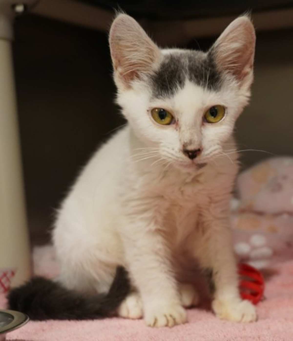 ANDROMEDA - Domestic Shorthair available for adoption