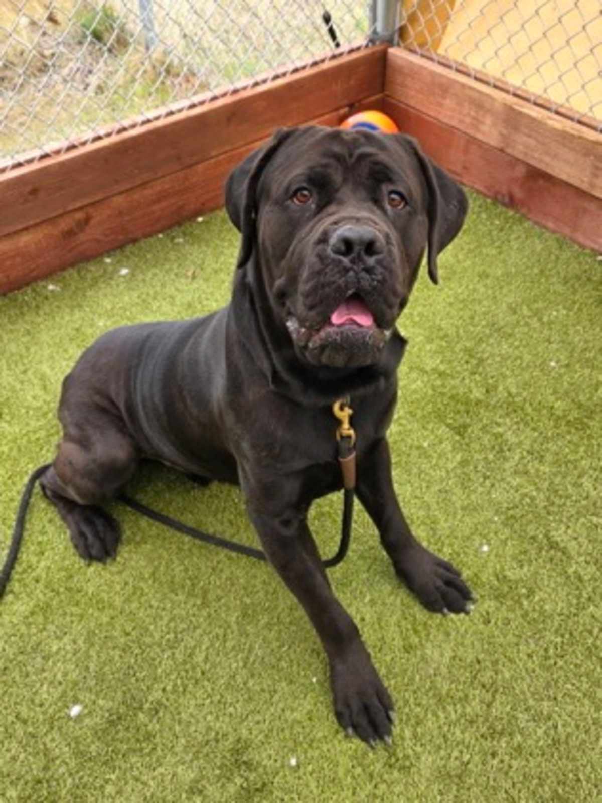 EARTHQUAKE - Cane Corso available for adoption