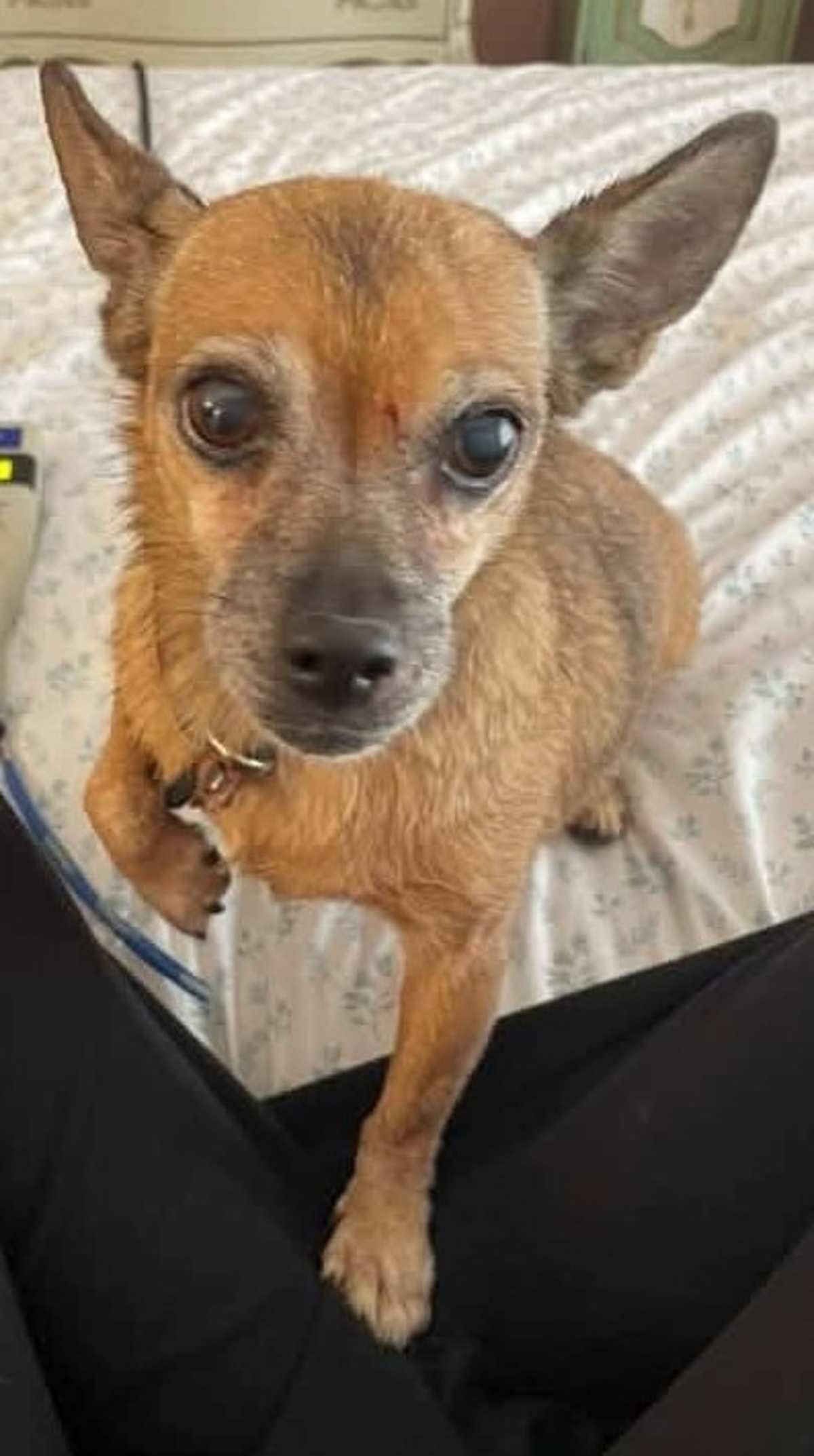 ROXY - Chihuahua available for adoption