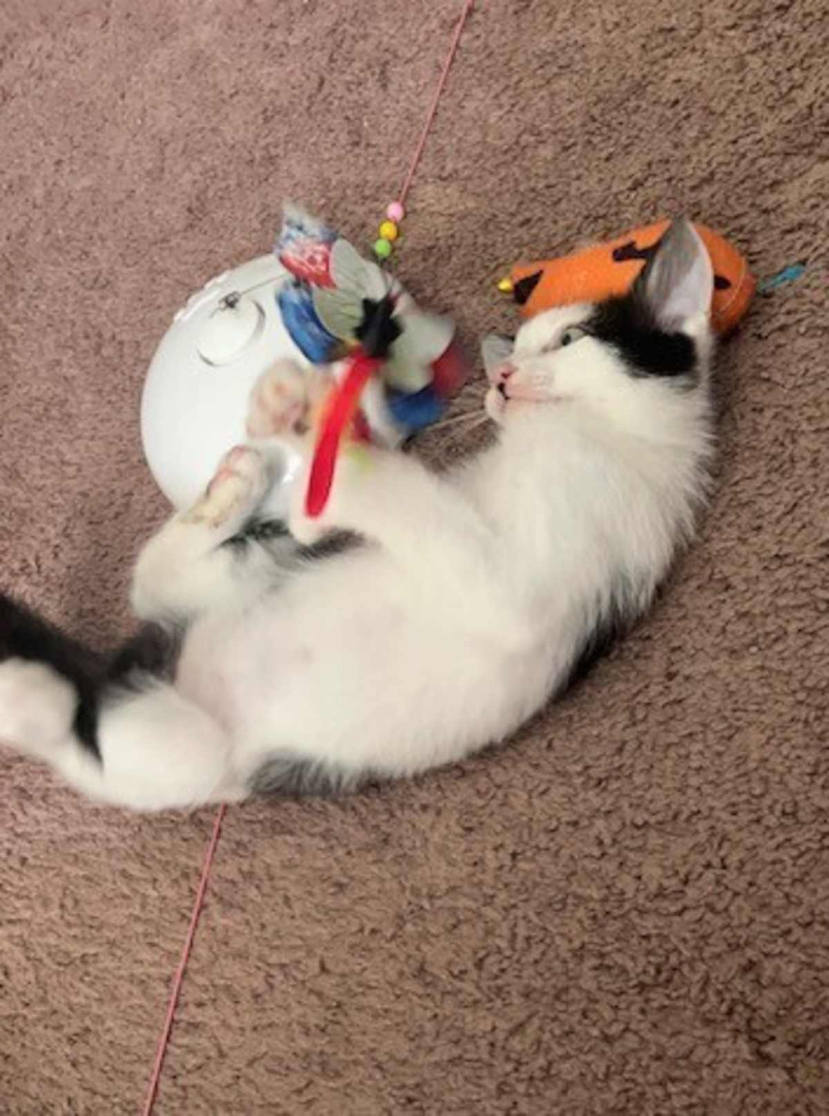 BLAKE - Domestic Shorthair available for adoption