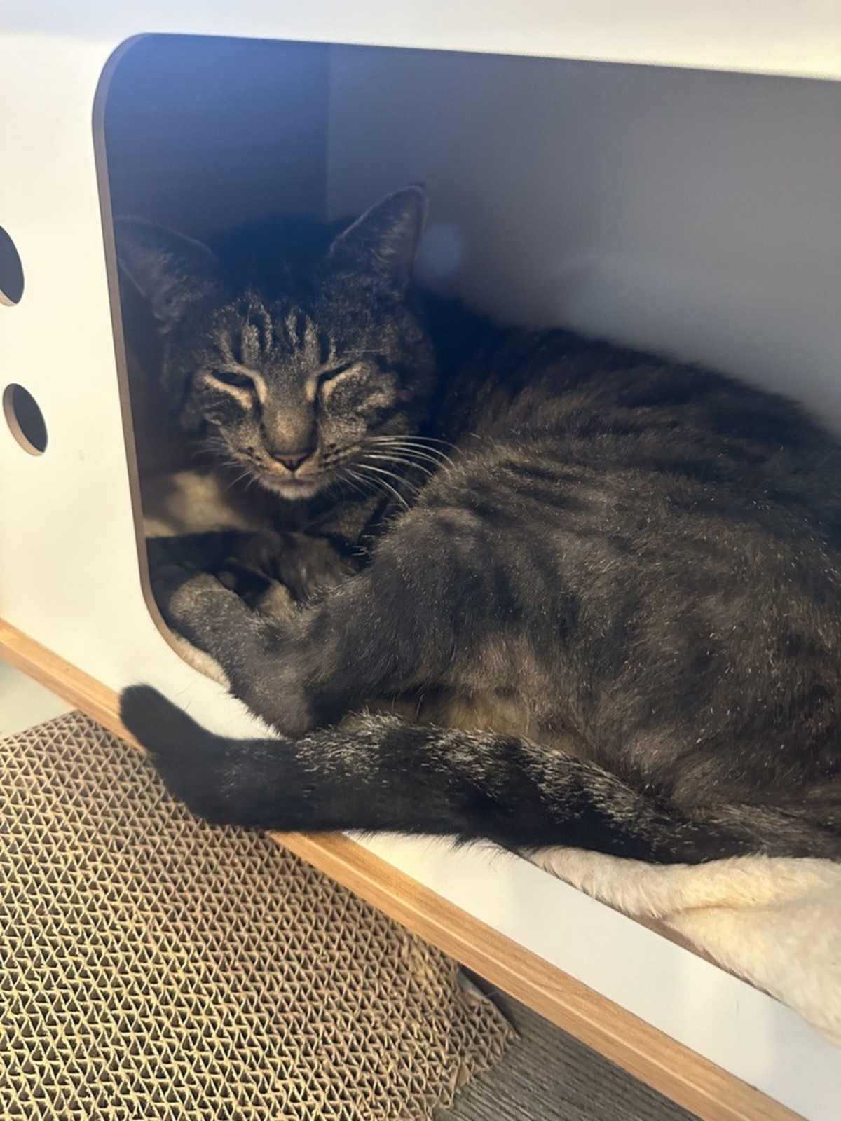 BIG BIRD - Domestic Shorthair available for adoption