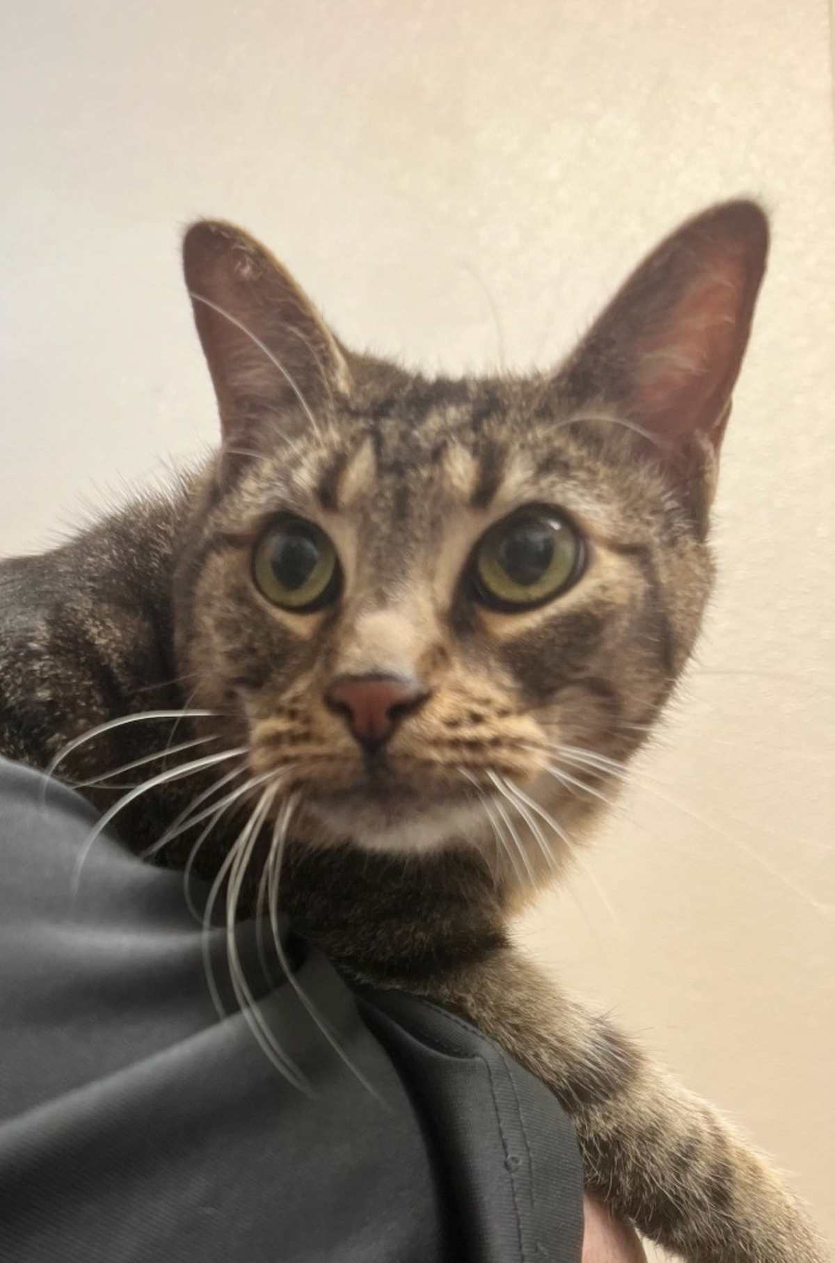 KITTY - Domestic Shorthair for adoption in Fort Worth