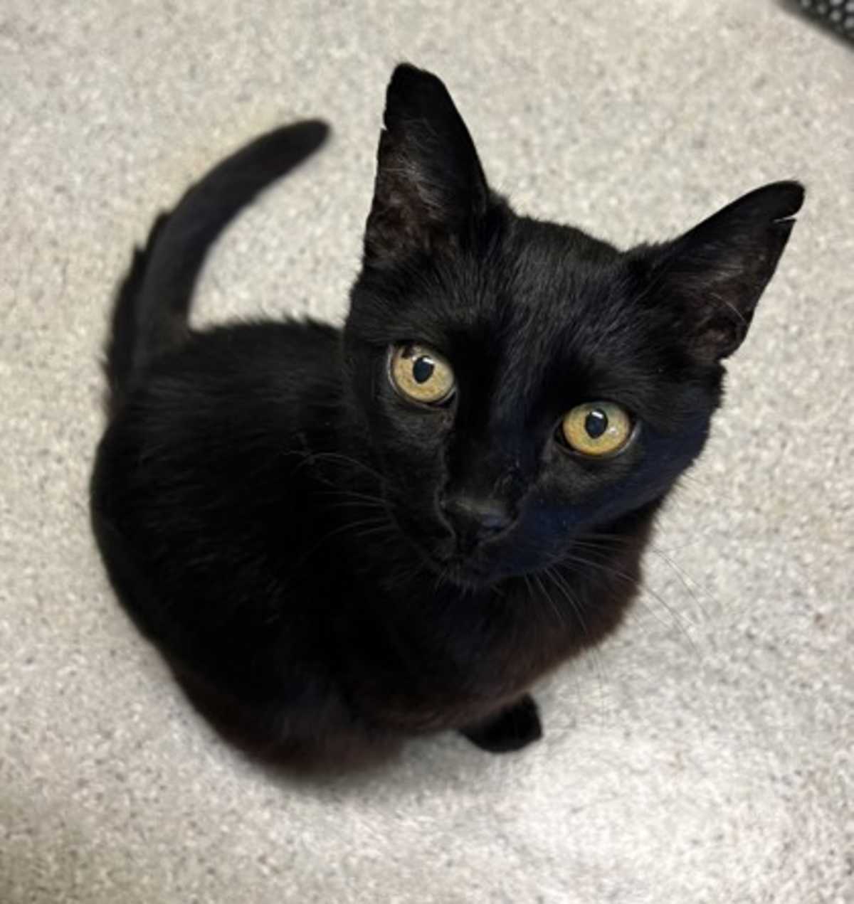BOOTH - Domestic Shorthair available for adoption