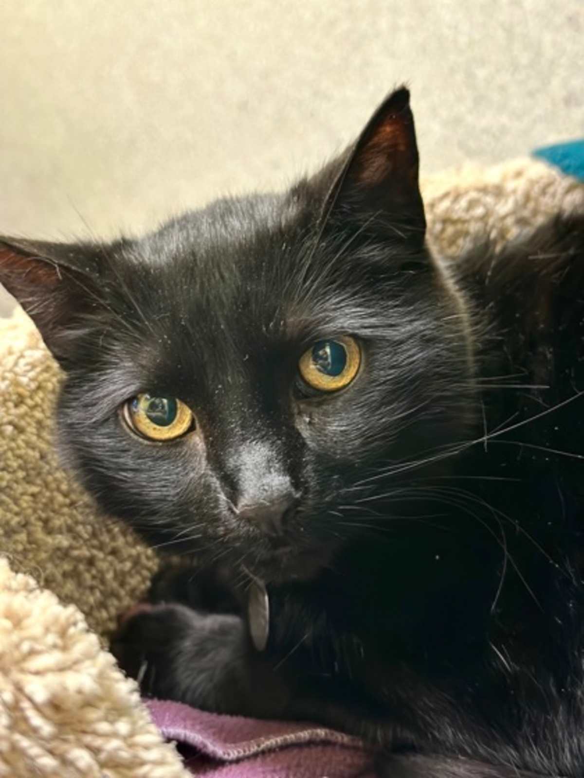 BOOTH - Domestic Shorthair available for adoption