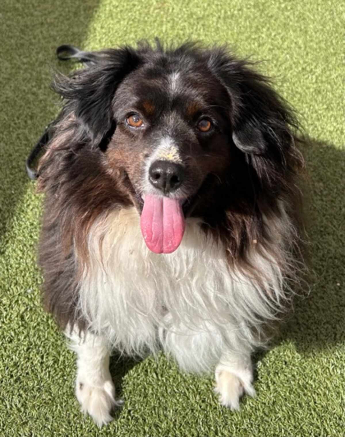 ASH - Australian Shepherd available for adoption