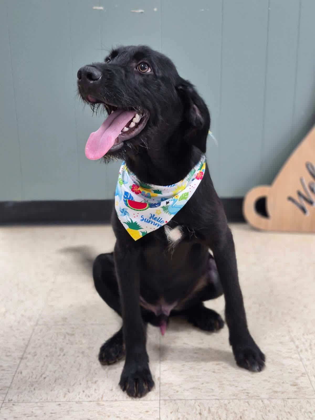 BO~ADOPTED! - Flat-Coated Retriever / Labrador Retriever available for adoption