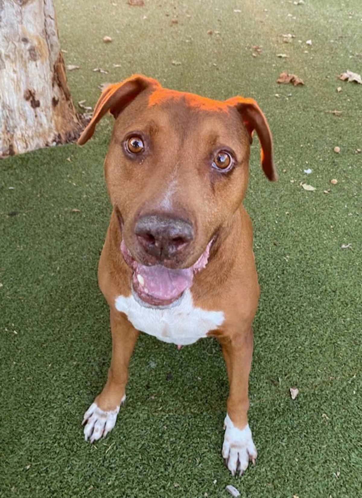 BENJAMIN - Rhodesian Ridgeback available for adoption