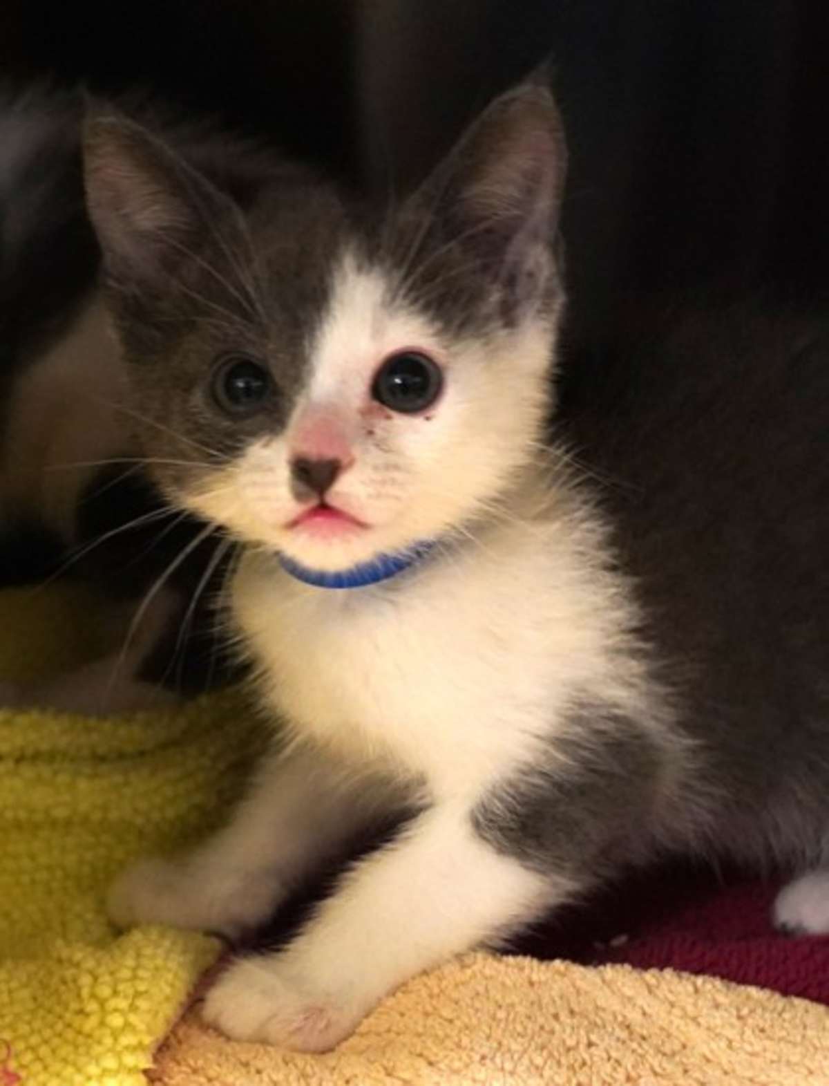 BLUEBERRY - Domestic Shorthair available for adoption