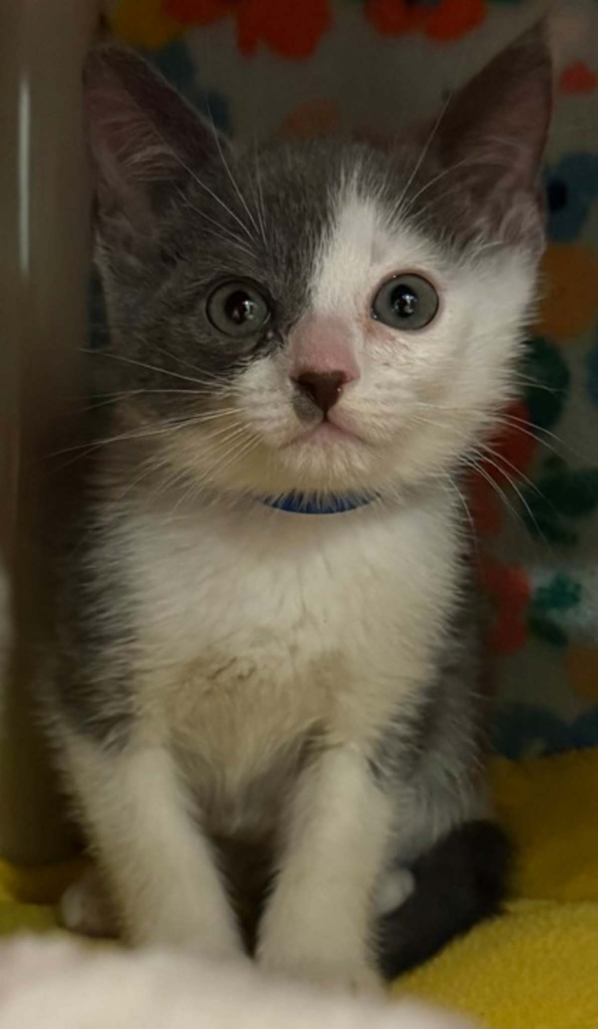 BLUEBERRY - Domestic Shorthair available for adoption