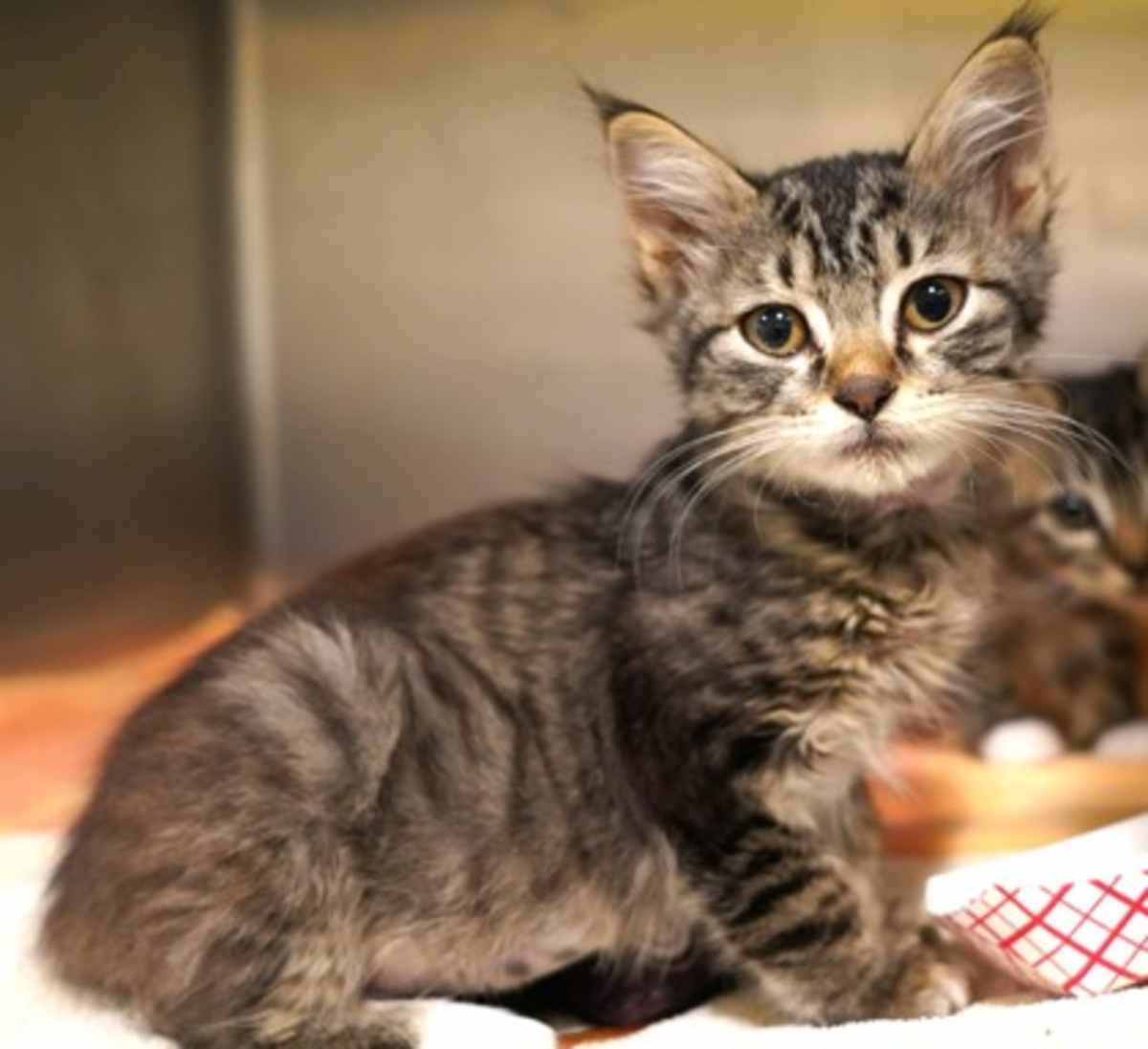 BUBBLEGUM - Domestic Mediumhair available for adoption