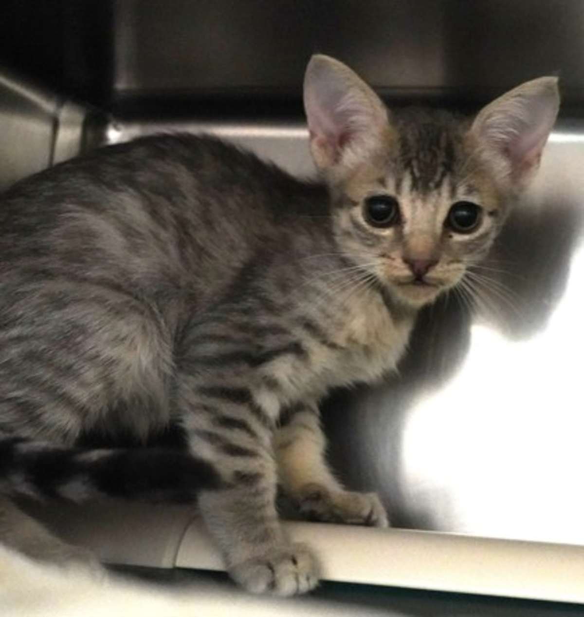 CARHARTT - Domestic Shorthair available for adoption