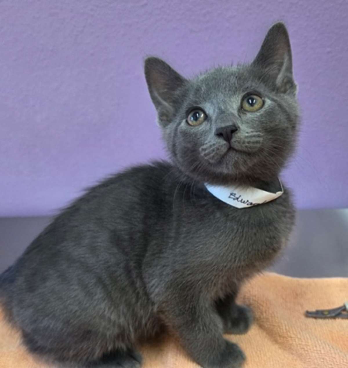 EDWARD - Domestic Shorthair available for adoption