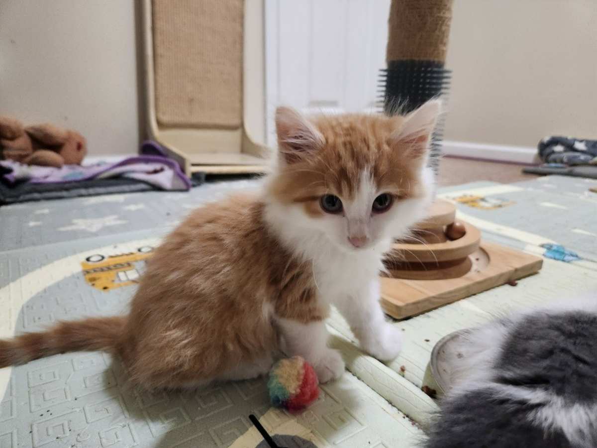 FIRECRACKER (BONDED TO AMERICA) - Domestic Shorthair available for adoption