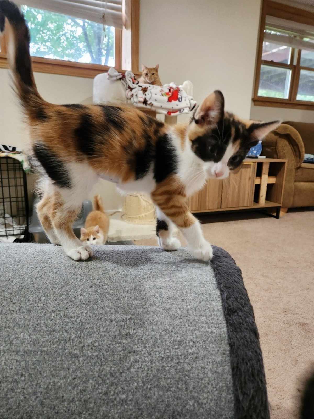 AMERICA - Domestic Shorthair available for adoption