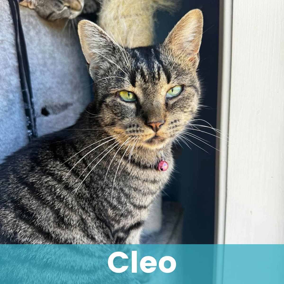 CLEO - Domestic Shorthair available for adoption