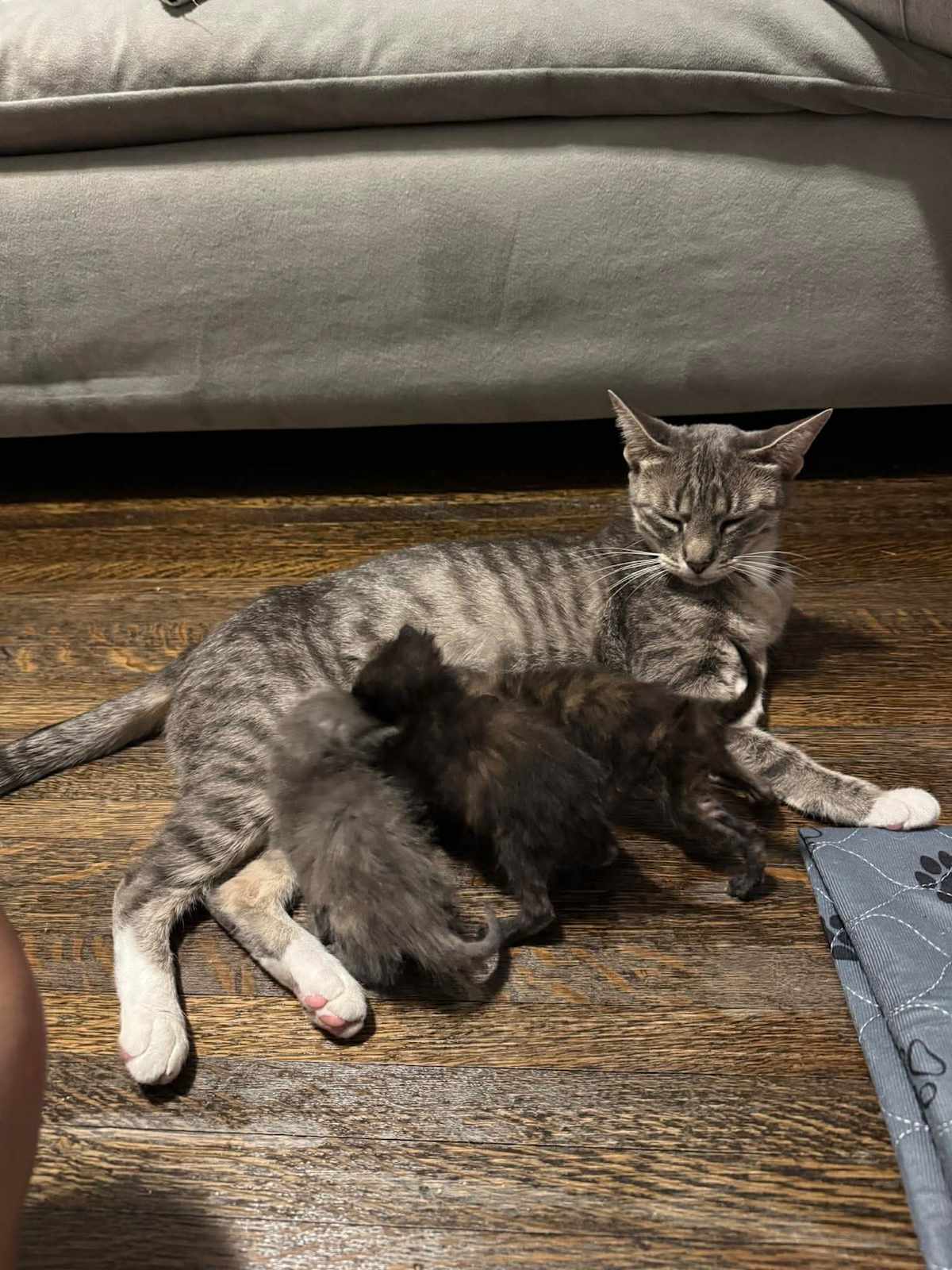 MISS MCDONALD - Domestic Shorthair available for adoption