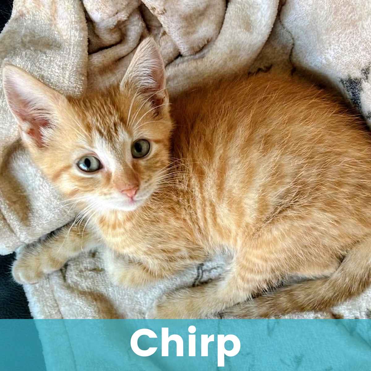 CHIRP - Domestic Shorthair available for adoption