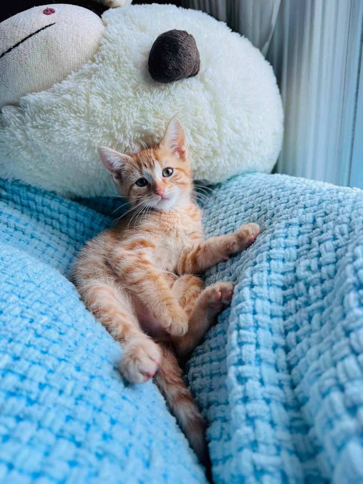 CHIRP - Domestic Shorthair available for adoption