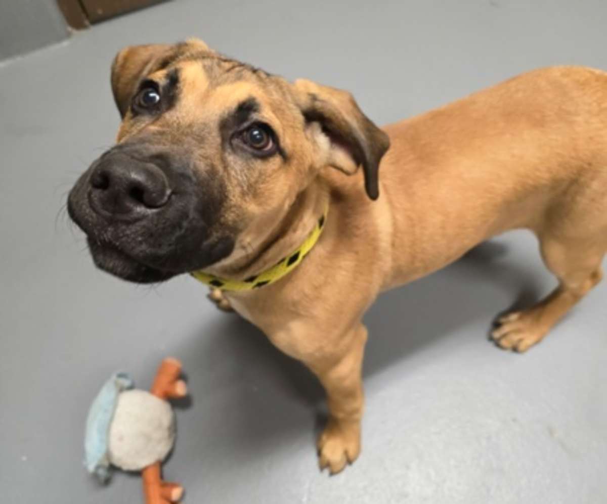 DINKLEBERG - Mixed Breed (Medium) available for adoption