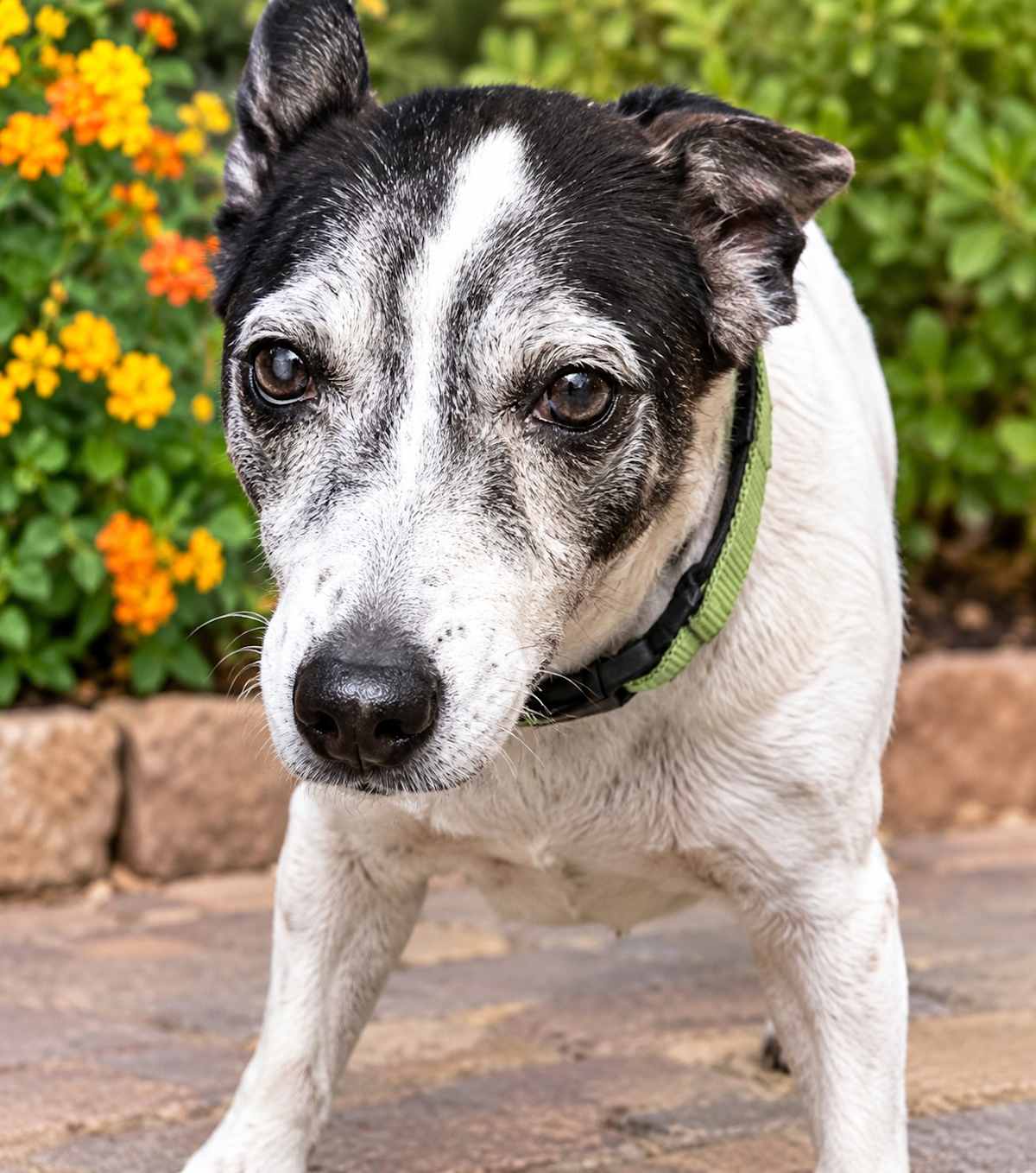 BUSTER - Jack Russell Terrier / Parson Russell Terrier available for adoption