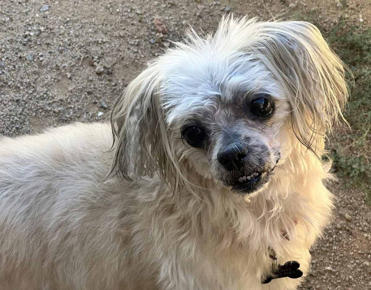DOLLY - Lhasa Apso available for adoption