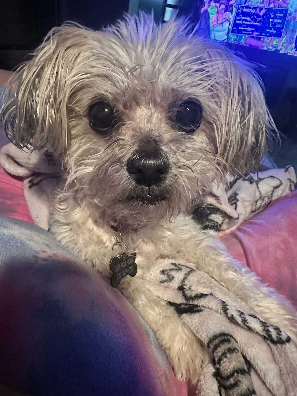 DOLLY - Lhasa Apso available for adoption
