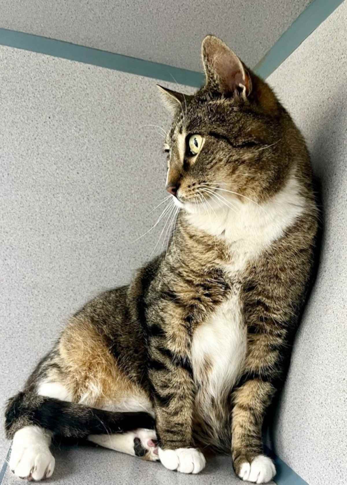 TOODLES - Domestic Shorthair available for adoption