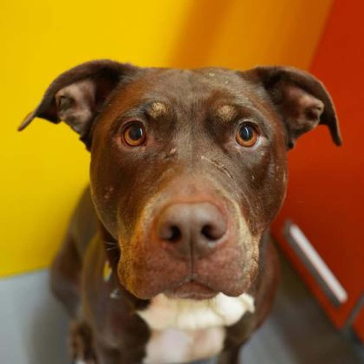 FUCHSIA - Mixed Breed (Medium) available for adoption