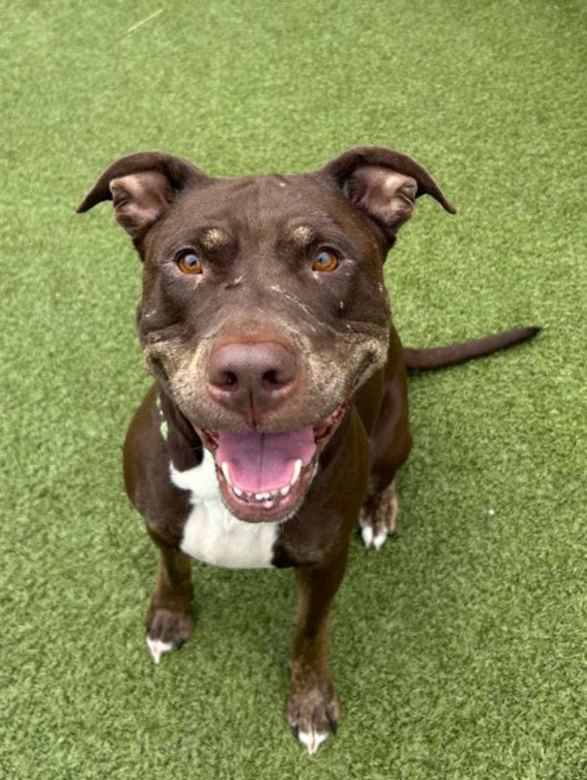 FUCHSIA - Mixed Breed (Medium) available for adoption