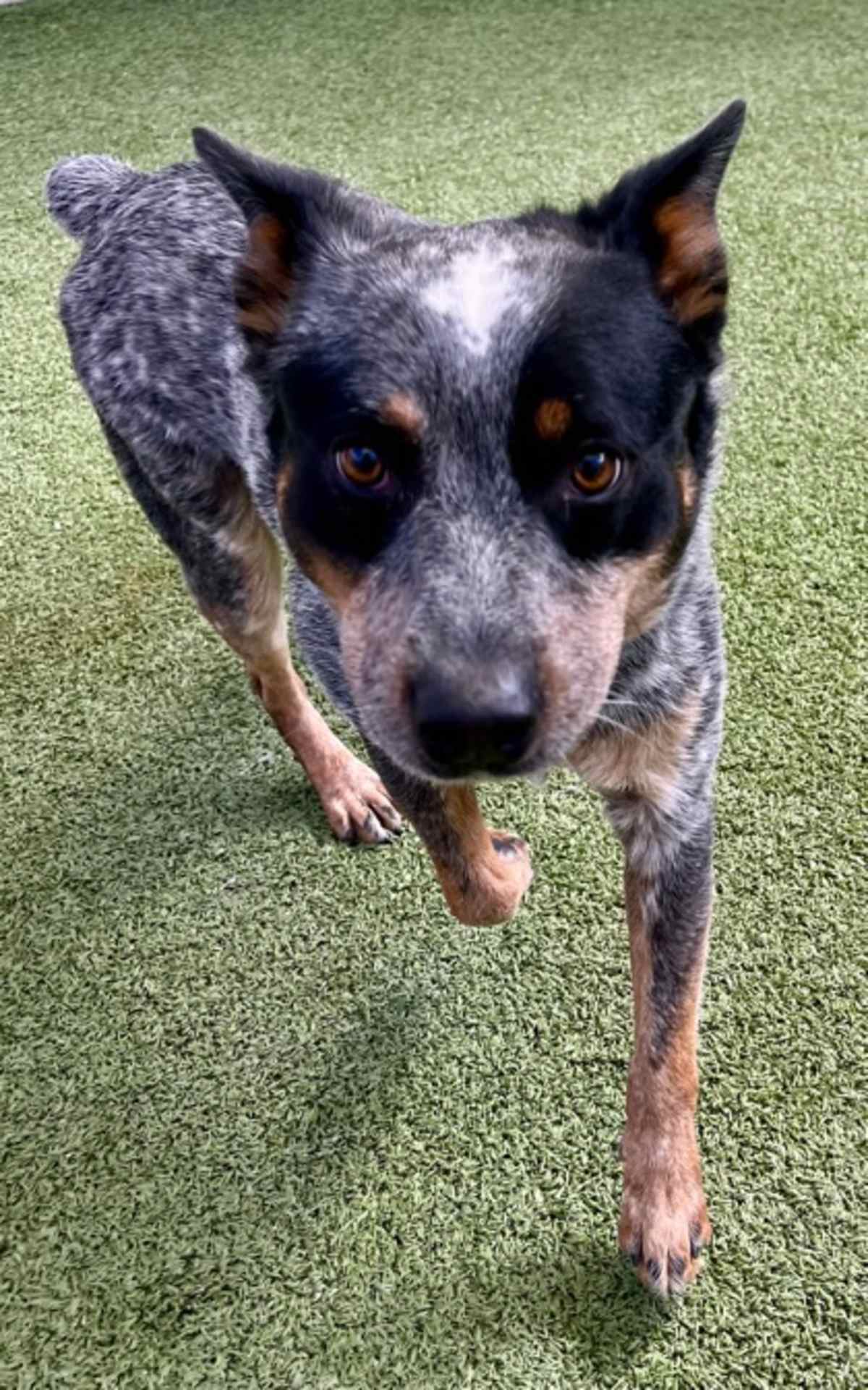 BOYFRIEND - Australian Cattle Dog available for adoption