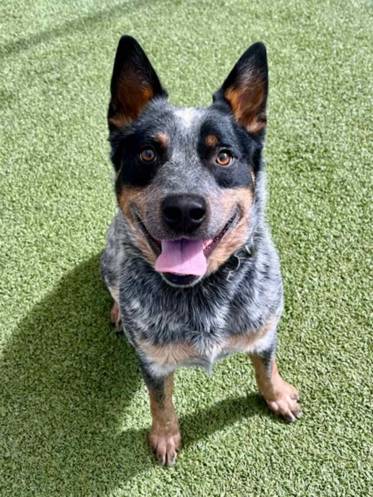 BOYFRIEND - Australian Cattle Dog available for adoption
