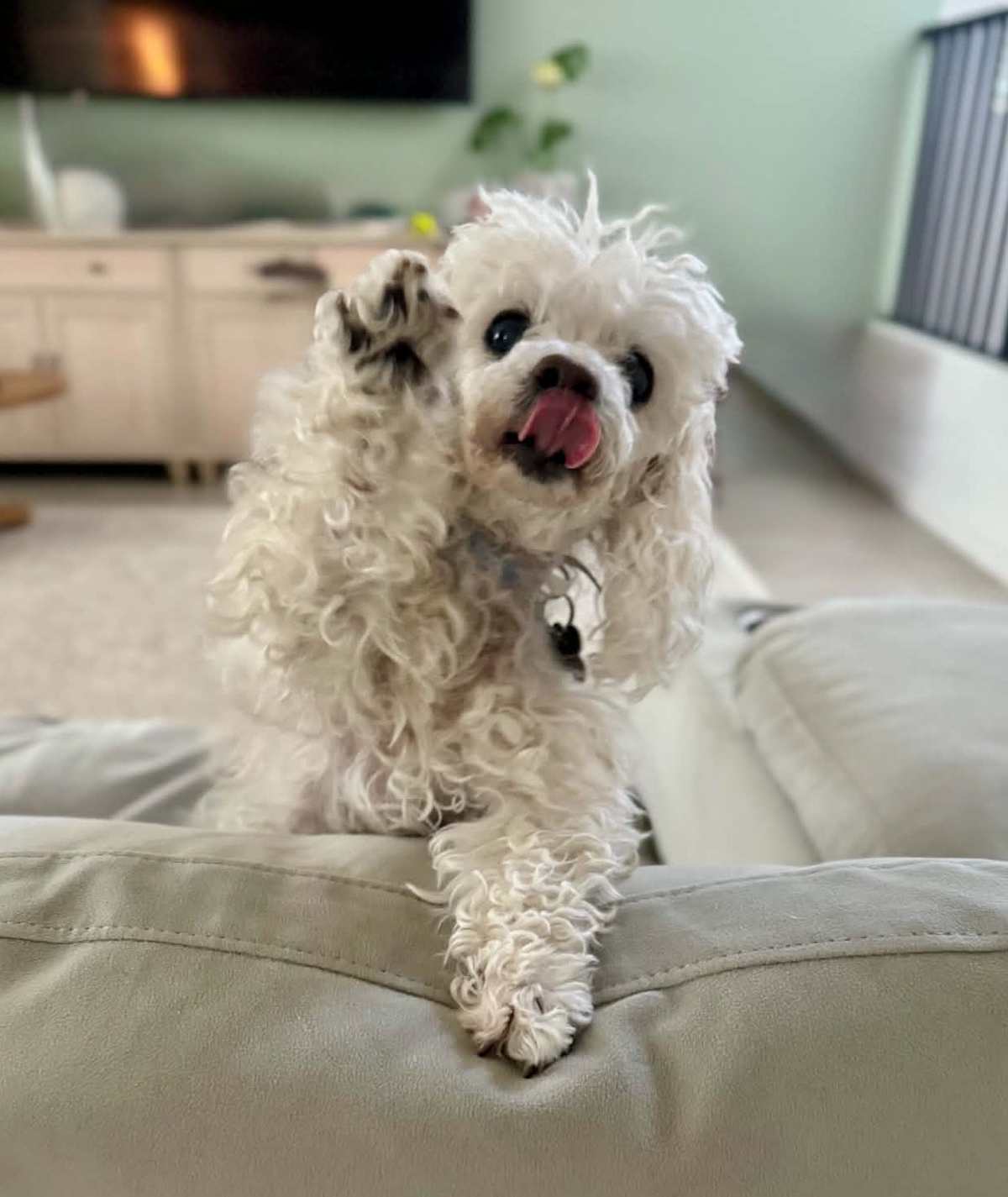 MOLLY - Poodle (Miniature) / Chinese Crested available for adoption