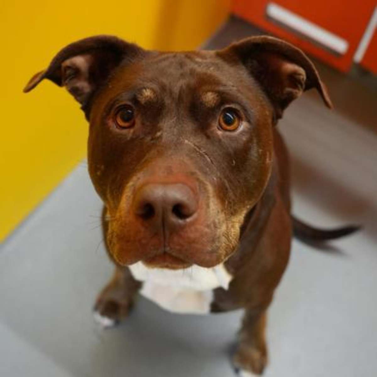 FUCHSIA - Mixed Breed (Medium) available for adoption