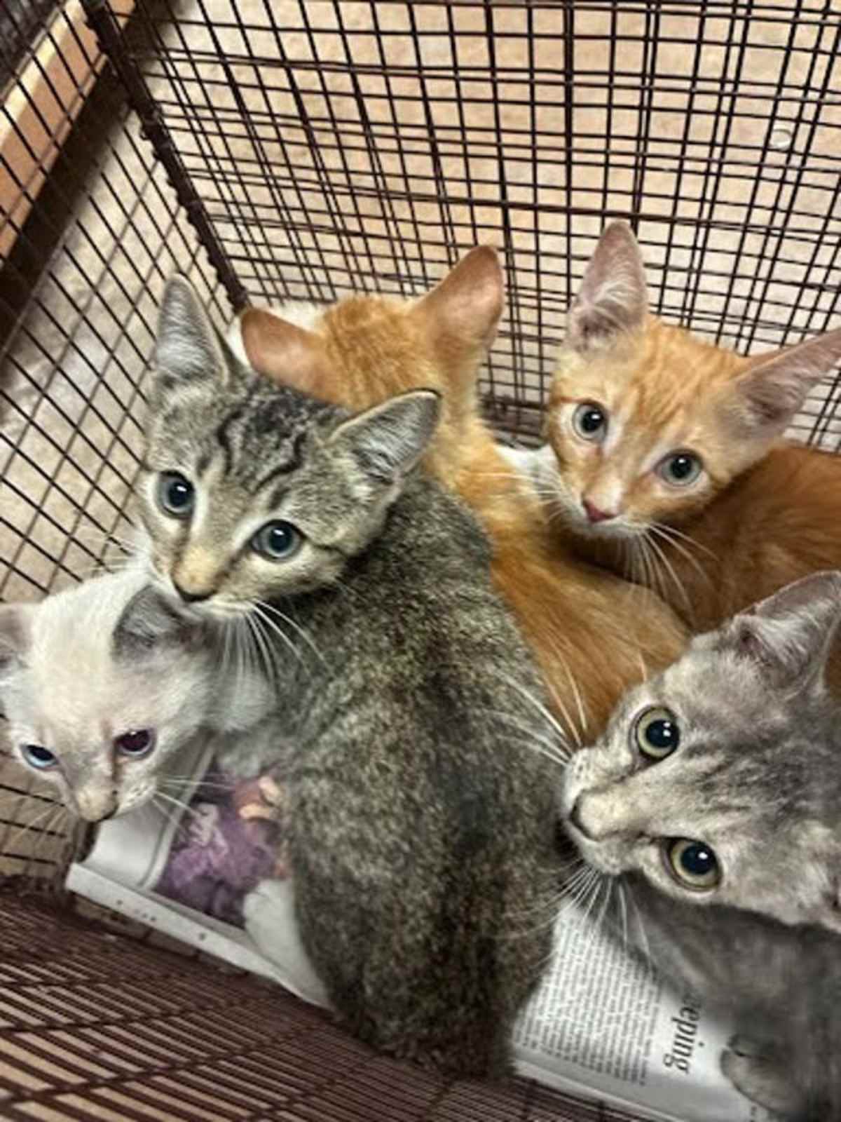AMBER - Domestic Shorthair available for adoption