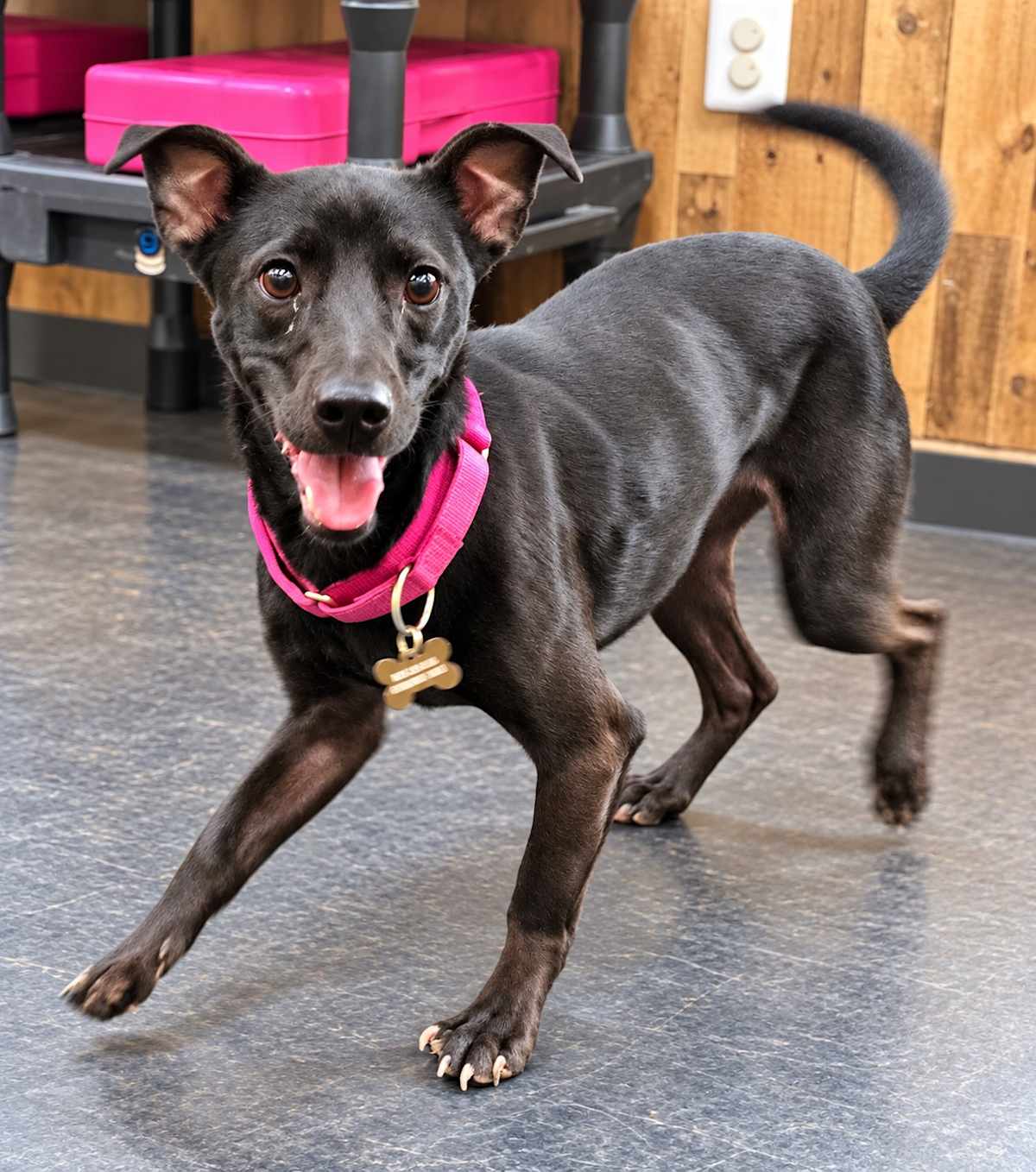 ANNIKA - Chihuahua / Beagle for adoption in Tucson