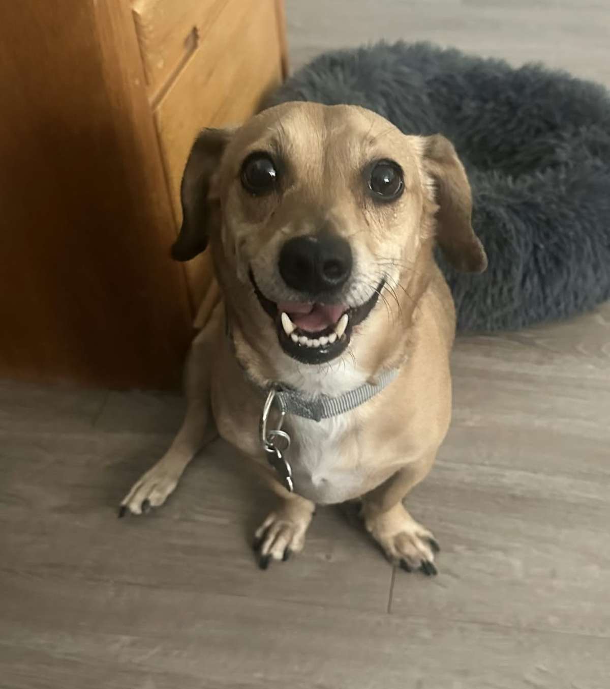 ARCHIE - Beagle / Dachshund available for adoption