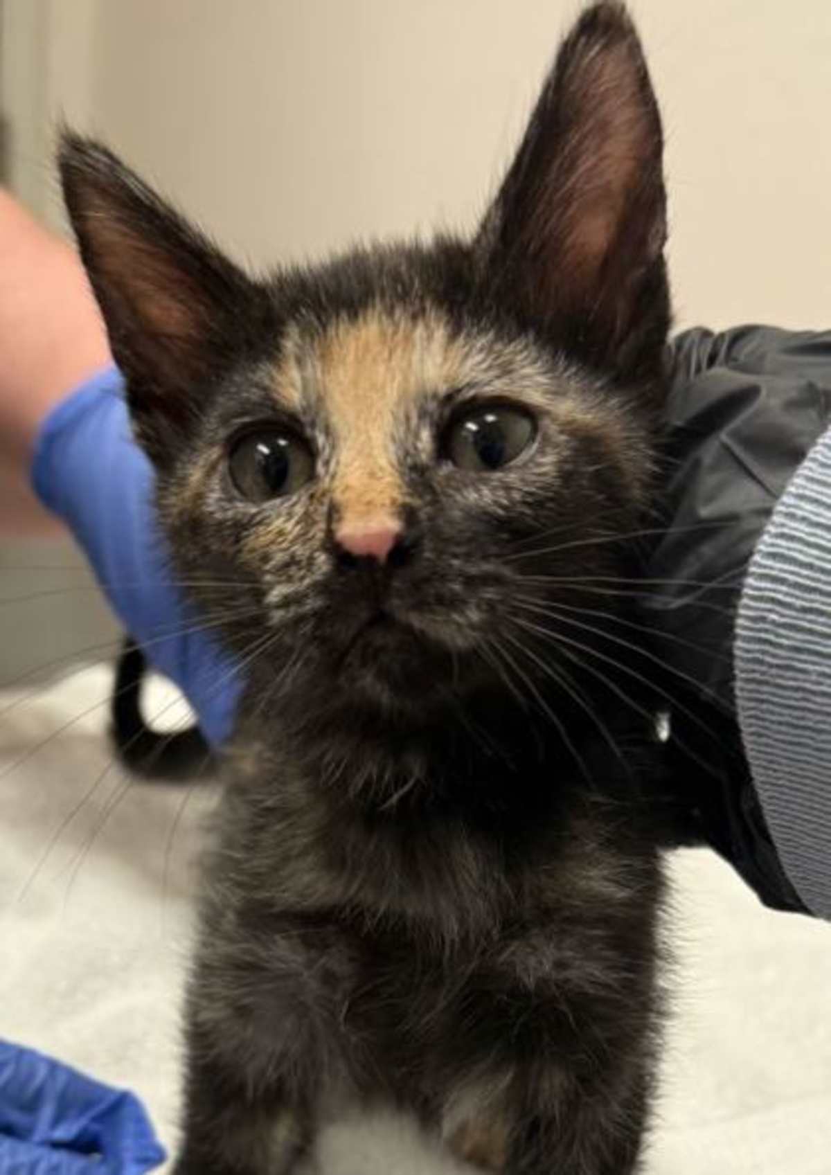 MASALA CHAI - Domestic Shorthair available for adoption