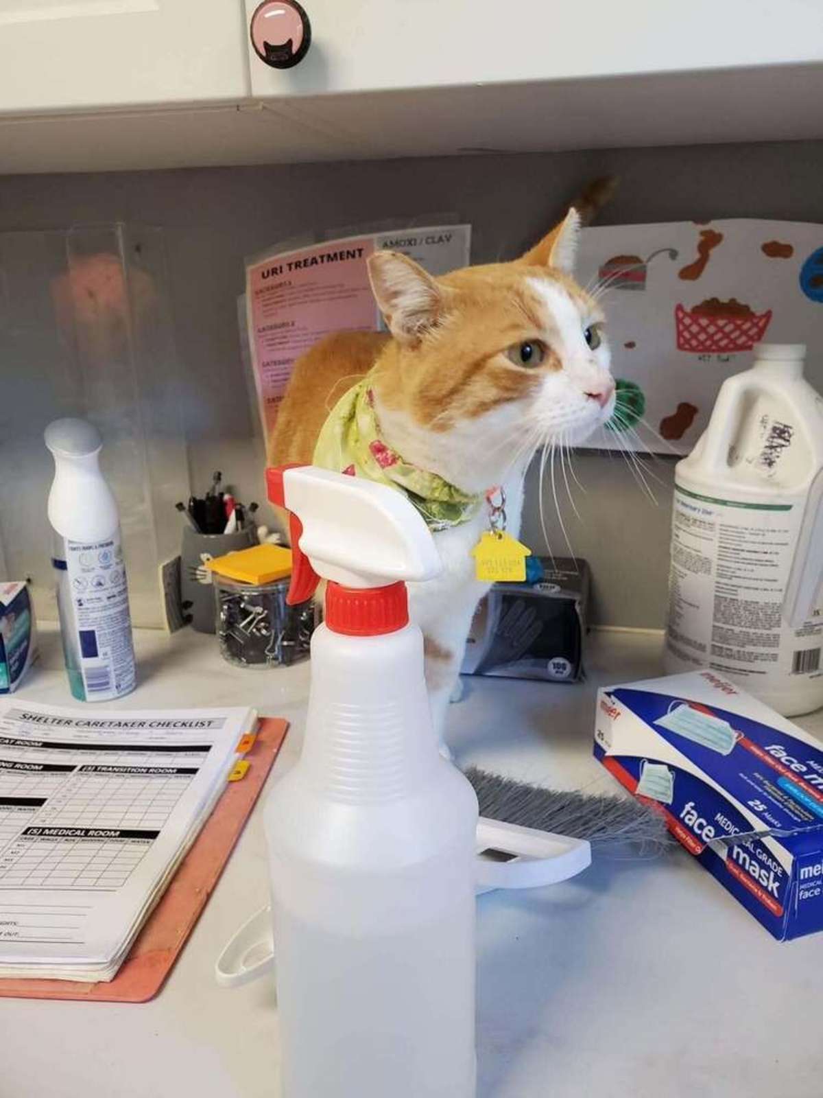 “BITEY” MCGEE - Domestic Shorthair available for adoption