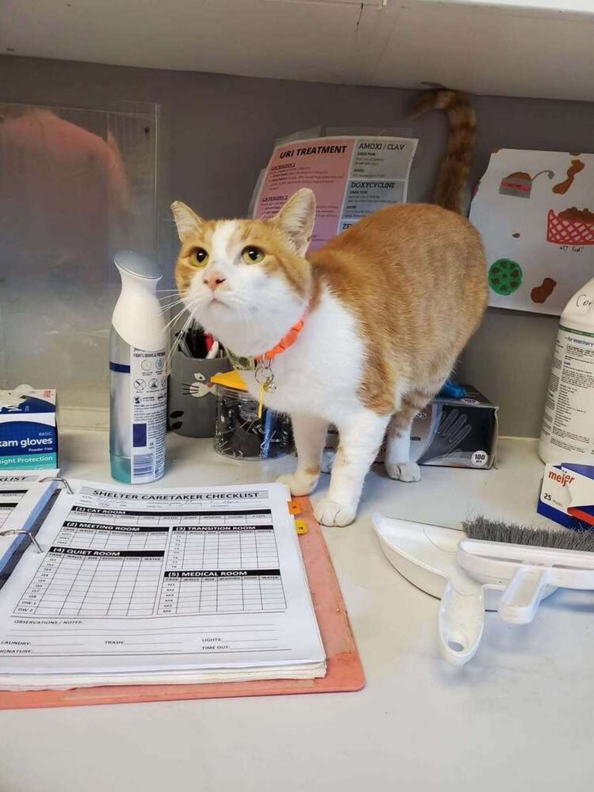“BITEY” MCGEE - Domestic Shorthair available for adoption