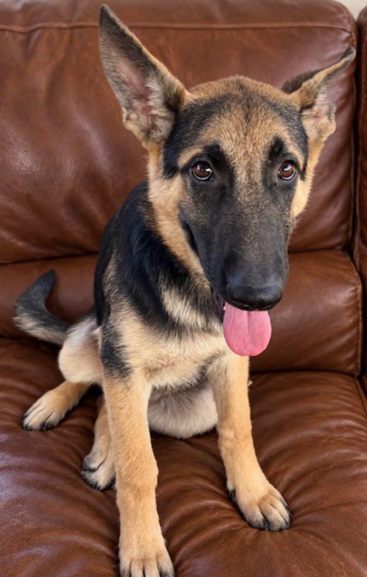 HOLLIE SHEP~ADOPTED! - German Shepherd Dog available for adoption