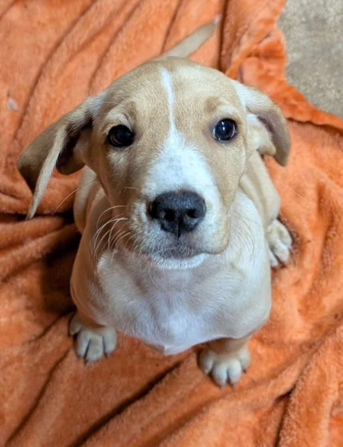 BIRDIE - Labrador Retriever / Beagle available for adoption