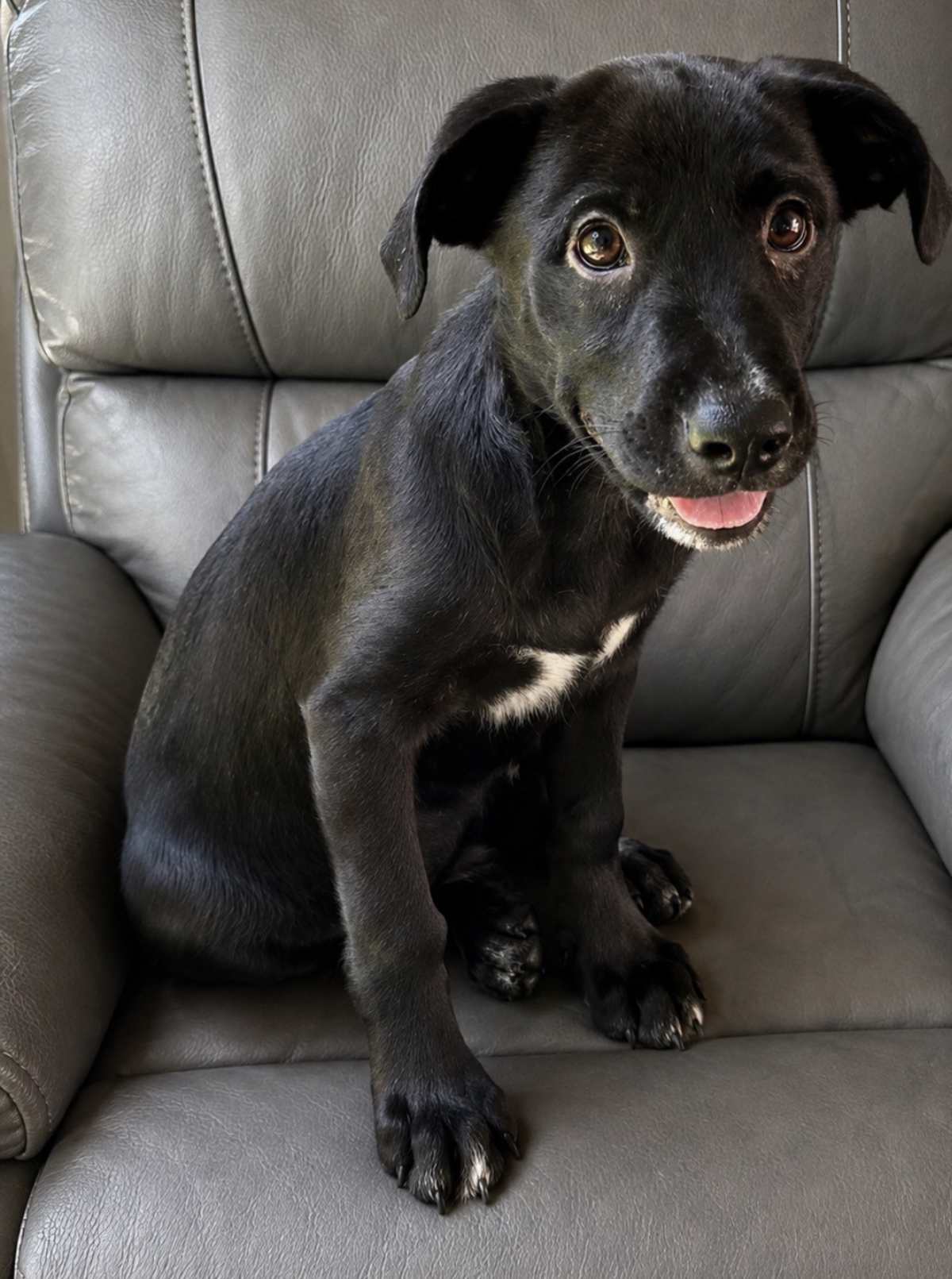 APPLE TOAST - Labrador Retriever / Boxer available for adoption